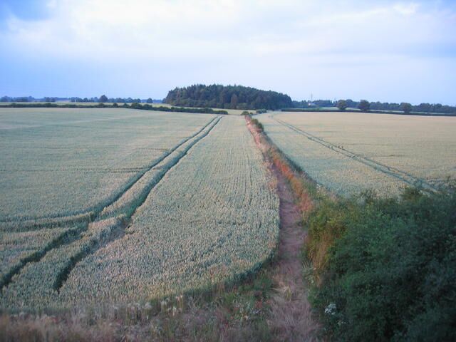 A vast agricultural field with a dirt path leading to a forested hill in the distance.