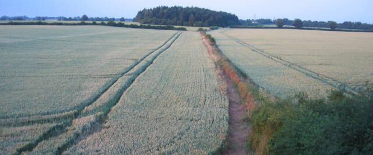 A vast agricultural field with a dirt path leading to a forested hill in the distance.
