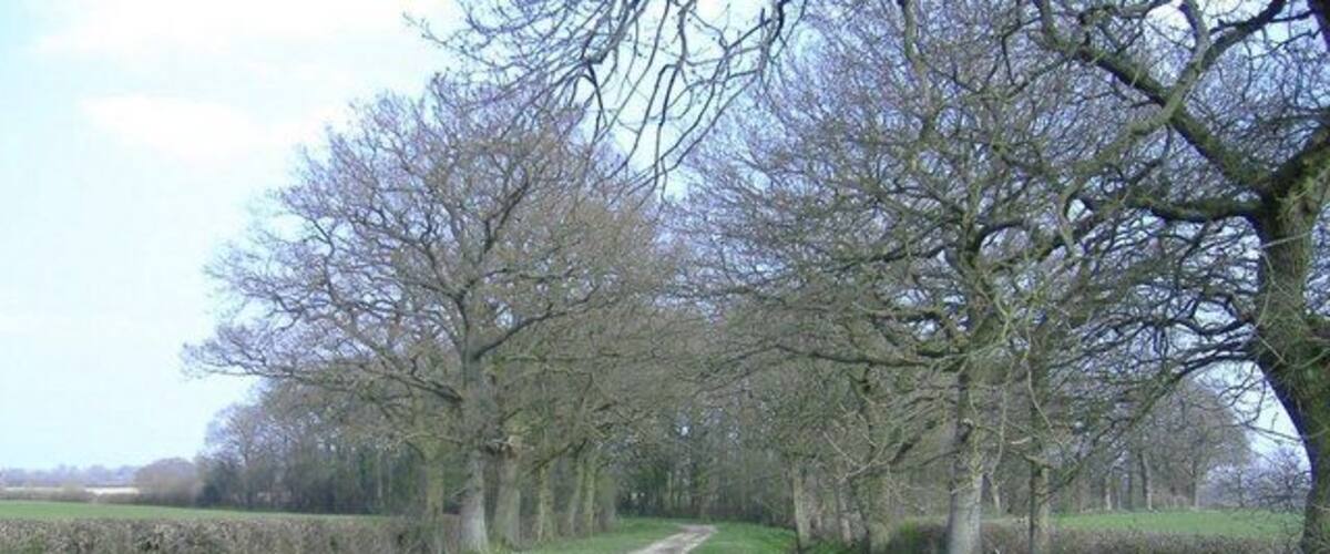 A rural dirt road flanked by leafless trees and fields.
