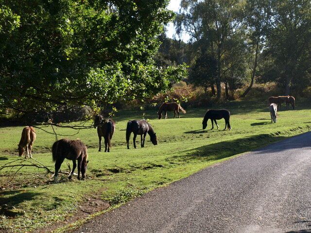 Ponies at Shobley. Another view of 1543724. The patch of grass slopes to the left towards Shobley Bottom.