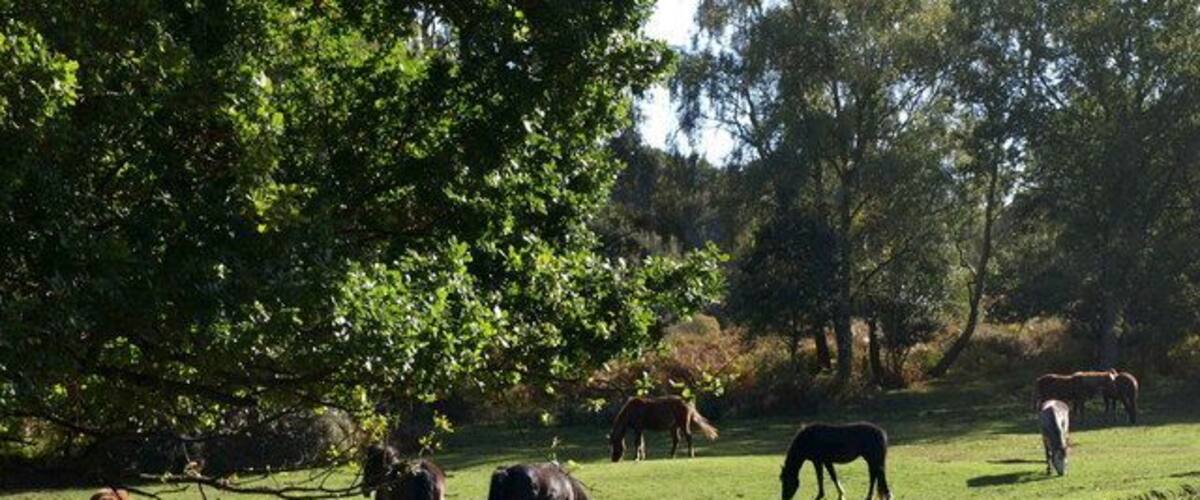 Ponies at Shobley. Another view of 1543724. The patch of grass slopes to the left towards Shobley Bottom.