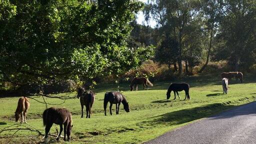 Ponies at Shobley. Another view of 1543724. The patch of grass slopes to the left towards Shobley Bottom.