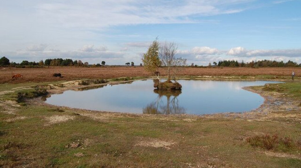 Pond on Red Shoot Plain, New Forest National Park