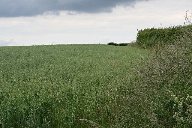 Field of Oats. The land in this area is used for a mixture of grain crops, silage grass and pasture.