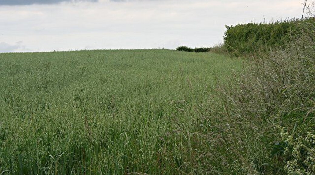 Field of Oats. The land in this area is used for a mixture of grain crops, silage grass and pasture.