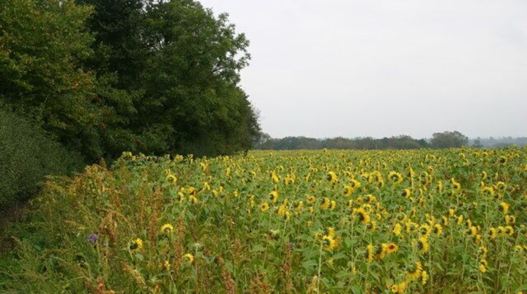 Sunflowers This field of sunflowers, and another close by, was a surprise find along the public footpath walk from Seighford to the A5013 Stafford to Eccleshall Rd.