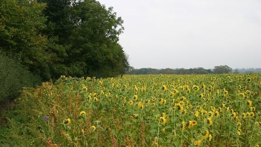 Sunflowers This field of sunflowers, and another close by, was a surprise find along the public footpath walk from Seighford to the A5013 Stafford to Eccleshall Rd.