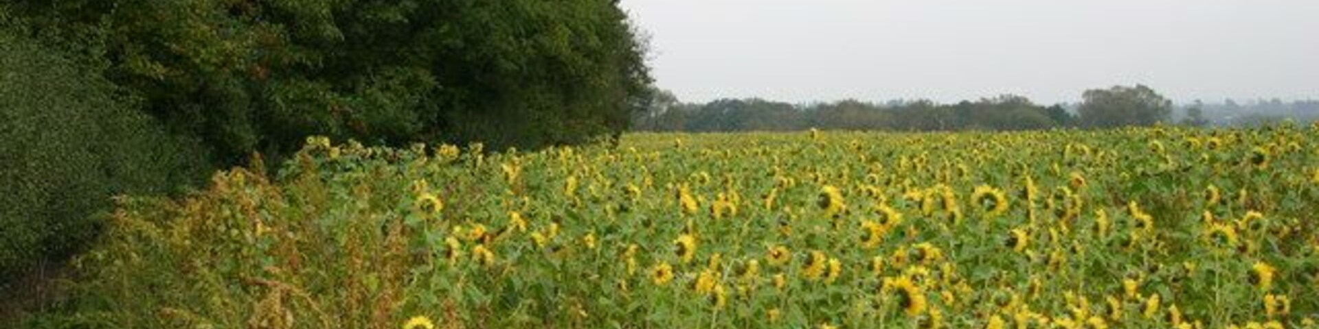 Um campo de girassóis com uma floresta densa ao fundo.