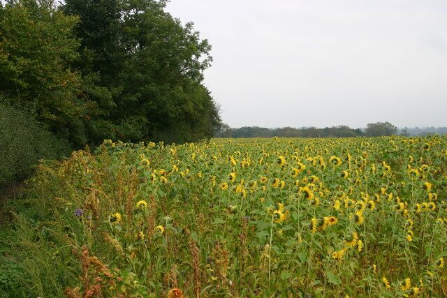 A sunflower field with a dense forest in the background.