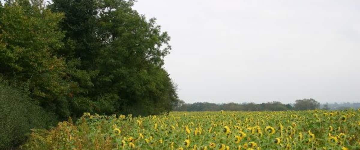 A sunflower field with a dense forest in the background.