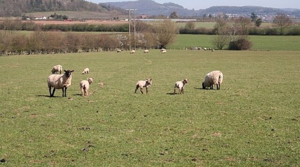 Sheep Pasture, Overseas Looking towards Ledbury with Bradlow Knoll on the skyline in the centre of the picture.