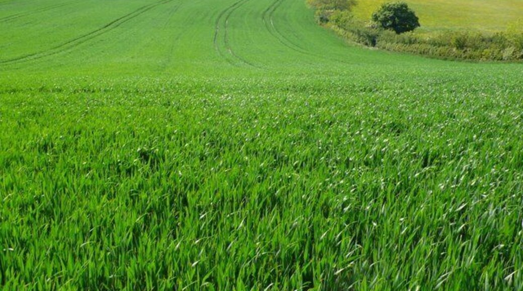 Wheatfield near Westfields Looking west from near the bend in the road from Mappowder to Westfields. The buildings on the left are Humber Hill Farm