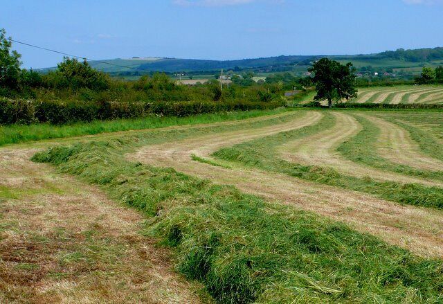 Hayfield near mappowder View east just north of the road from Mappowder to Bockhampton Green close to the entrance to Hammond Street Farm.