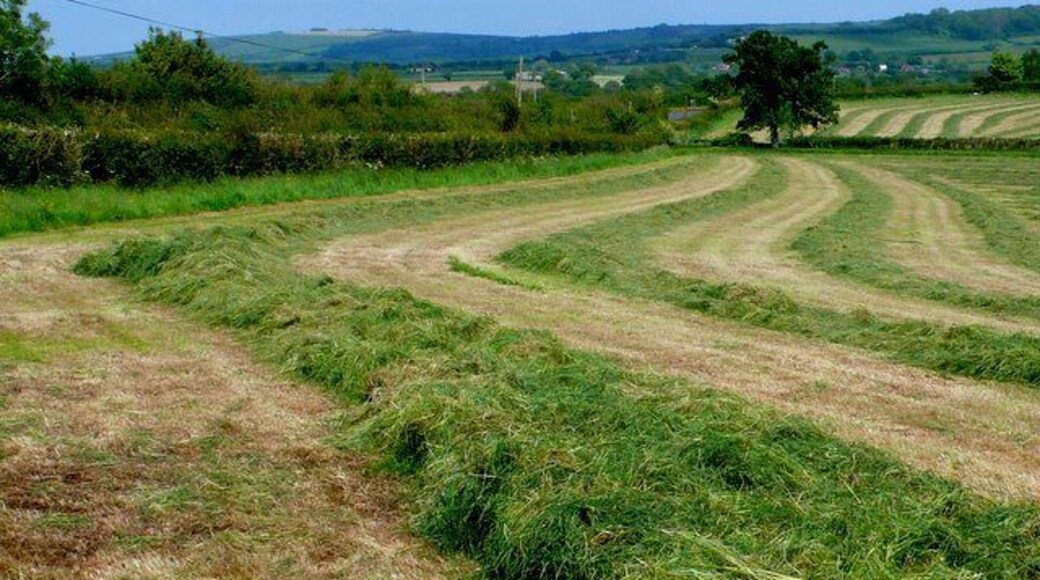 Hayfield near mappowder View east just north of the road from Mappowder to Bockhampton Green close to the entrance to Hammond Street Farm.