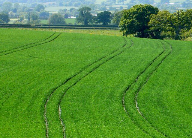 Wheat field near Westfields View east from close to the road to Mappowder