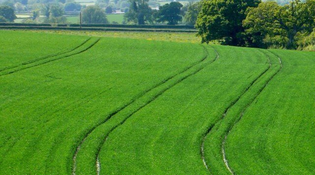 Wheat field near Westfields View east from close to the road to Mappowder