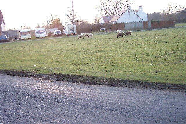 Sneedham's Green. Sneedham's Green is common land with sheep grazing. These sheep have no fences or animal grids to enclose them. Apparently the flock has learned where it is allowed to go.