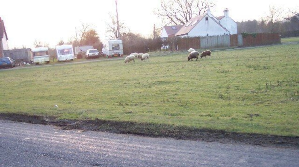 Sneedham's Green. Sneedham's Green is common land with sheep grazing. These sheep have no fences or animal grids to enclose them. Apparently the flock has learned where it is allowed to go.