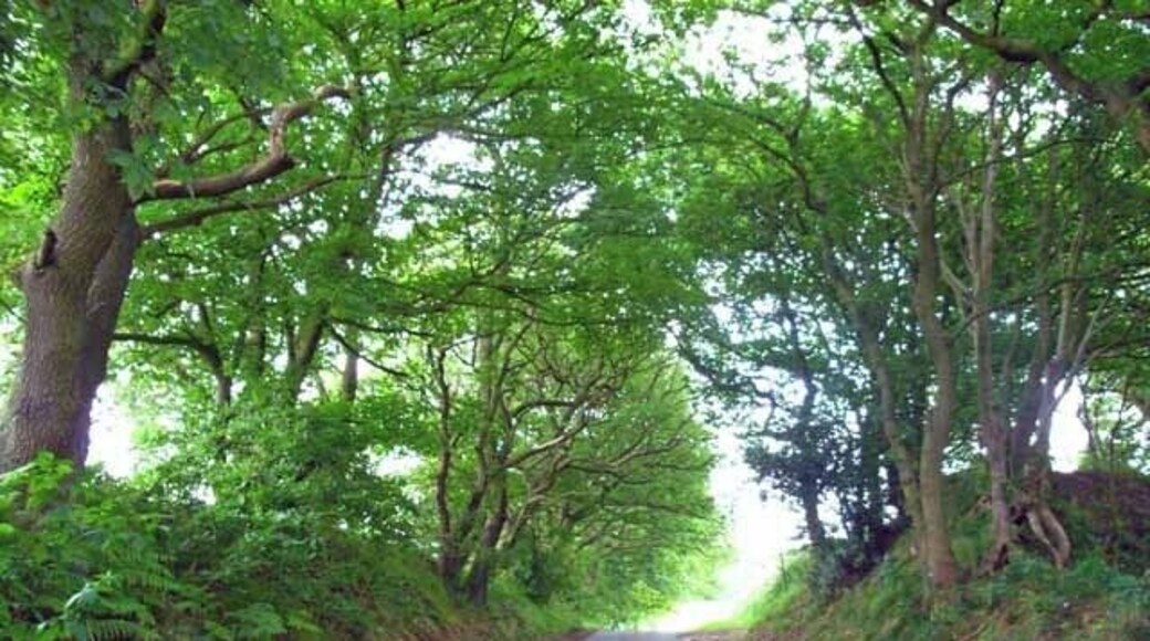 The lane from Knenhall to Stallington. Overhung by trees