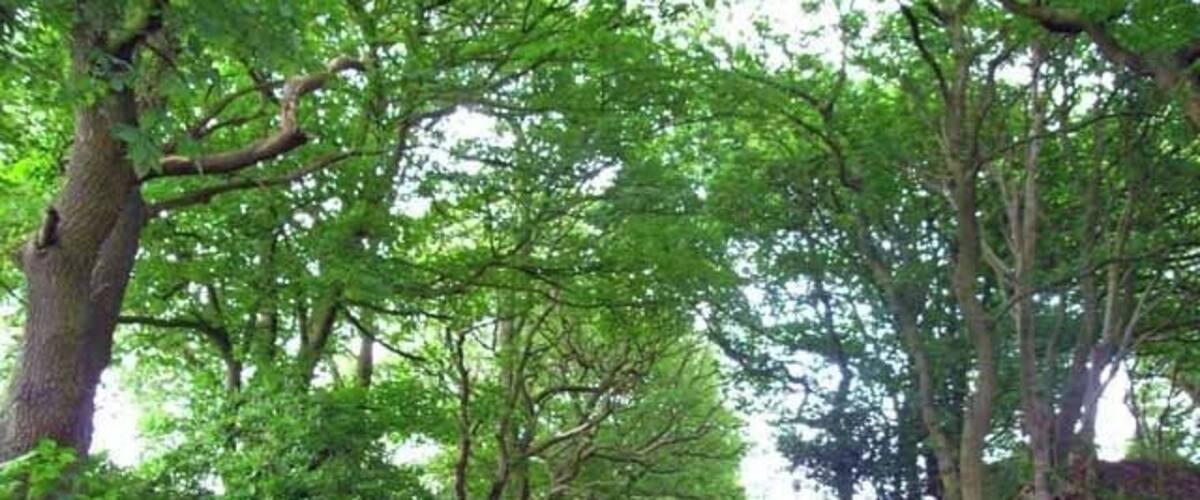The lane from Knenhall to Stallington. Overhung by trees