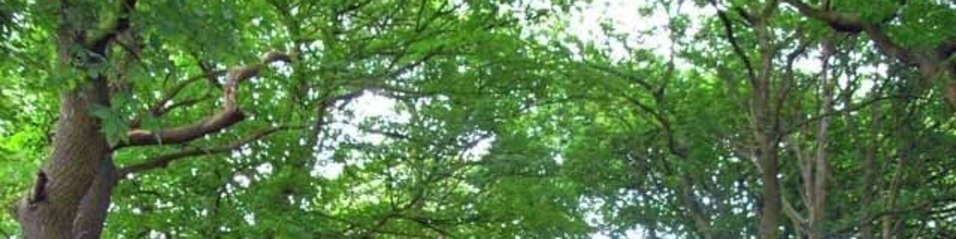 The lane from Knenhall to Stallington. Overhung by trees