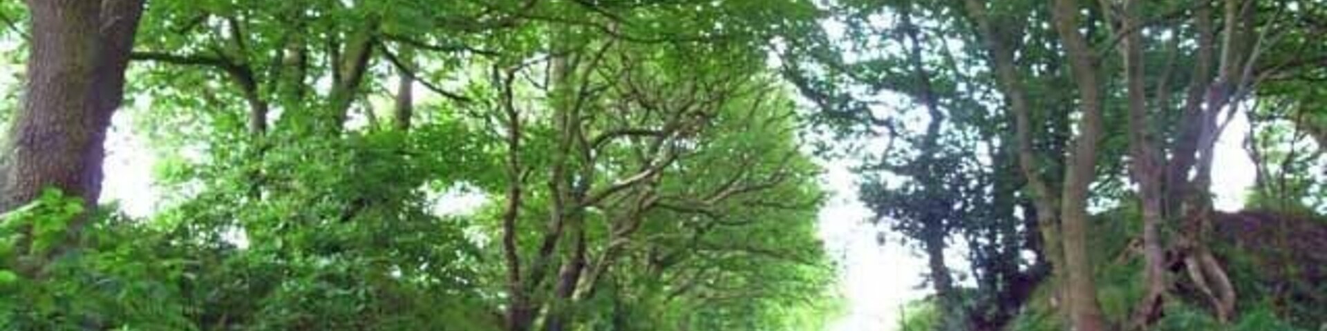 The lane from Knenhall to Stallington. Overhung by trees