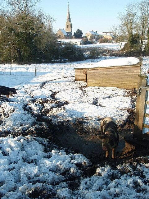 Pigs in snow, Brington These porky pigs seem unfazed by the snow cover and continued rooting around whilst being photographed.