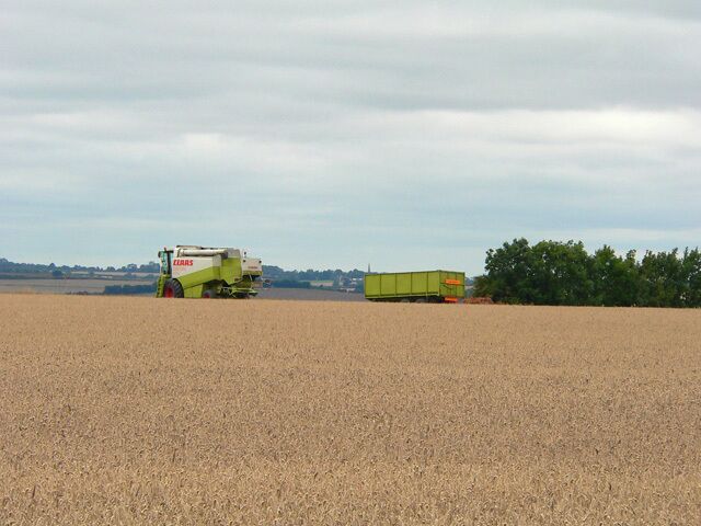 Awaiting the off! A harvester and trailer positioned ready to harvest the corn at Fox Holes Farm.