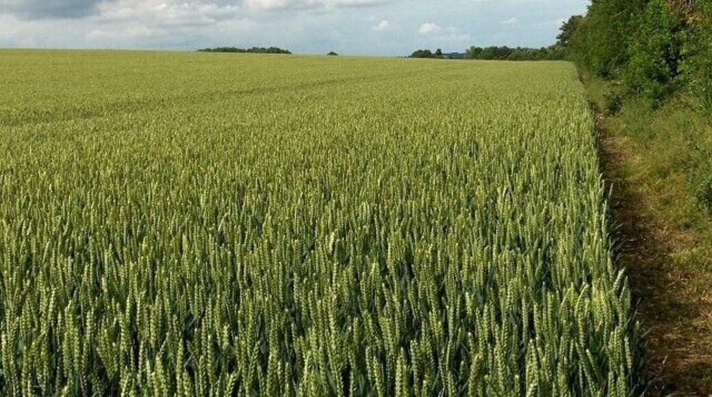 Wheat, Monxton On the western side of Broad Lane.