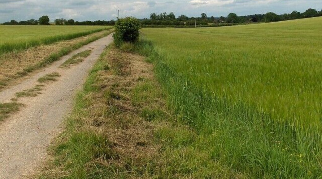 Dunkirt Lane The public footpath crosses barley fields on its approach to Abbotts Ann.