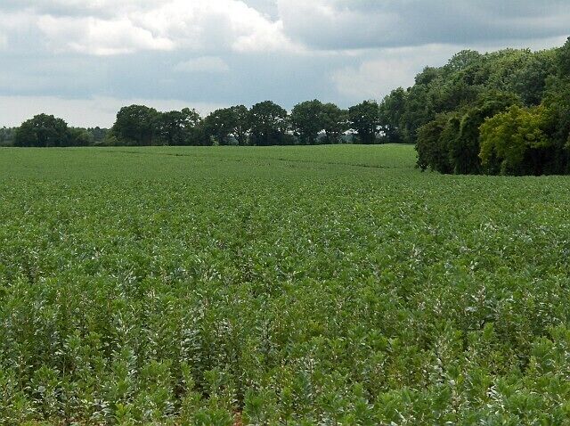Farmland, Abbotts Ann Broad beans west of Eastover Farm.