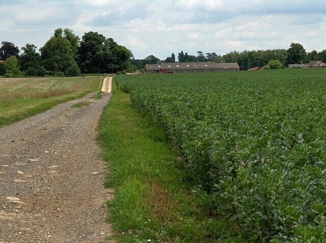 Farm track, Abbotts Ann Approaching Eastover Farm and passing a field of broad beans.