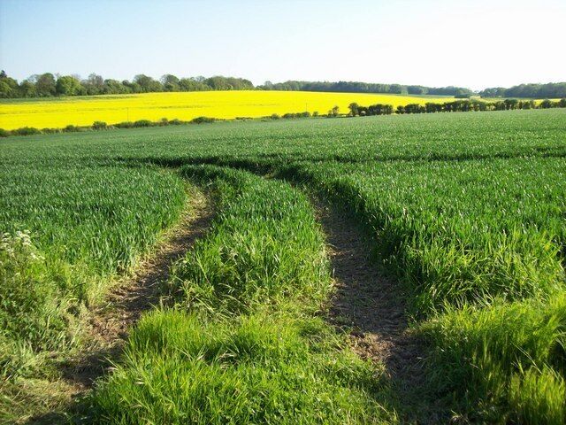 Abbotts Ann - Wheat Field A view across a wheat field to a field of yellow peril.