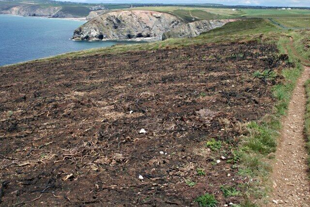 Gorse Burn on the Clifftop This looks like it was a controlled burn to get rid of an old growth of gorse and heather and encourage fresh growth.