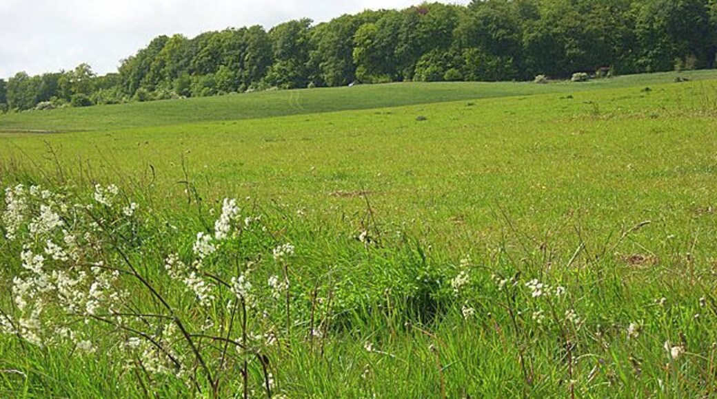Grassland, Ludgershall Salisbury Plain comes down to the roadside on the edge of Ludgershall.