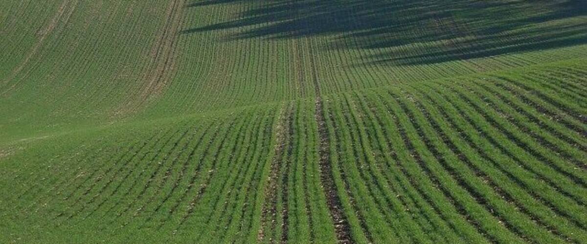 A vast agricultural field with distinct rows of crops and a stone wall in the background.