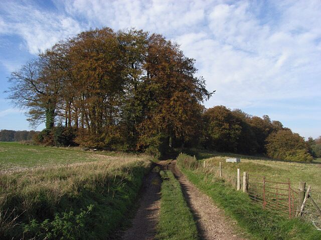 Beeches, Maccoombe Down Alongside the Fosbury to Tidcombe bridleway.