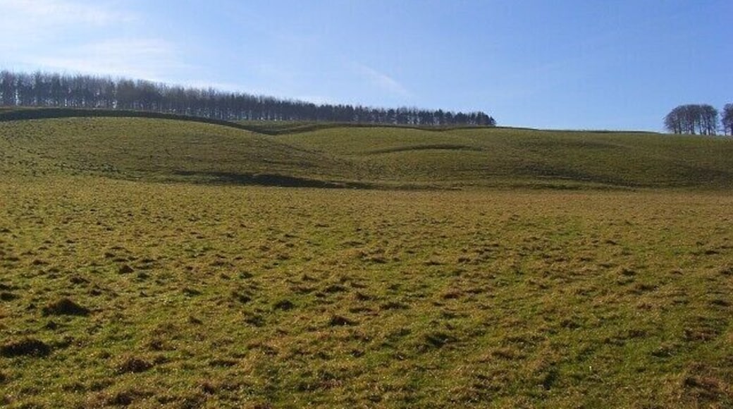 Maccoombe Down The rolling downland on the southern side of Maccoombe Bottom. Sheep graze here though there is a hidden arable field this side of the trees.