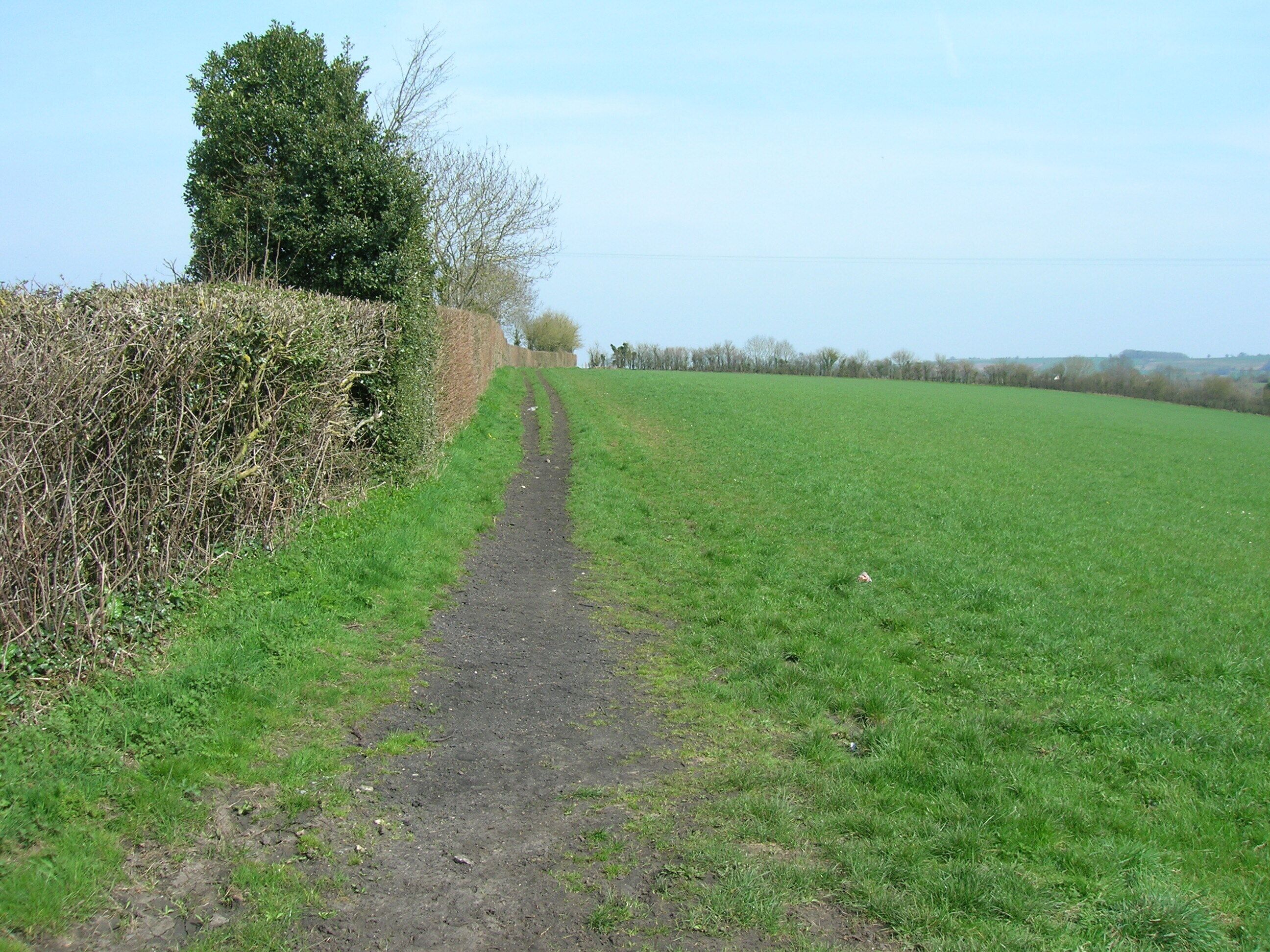 A rural path leading through a field with a hedge on one side and a tree on the other.