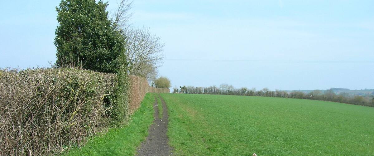 A rural path leading through a field with a hedge on one side and a tree on the other.