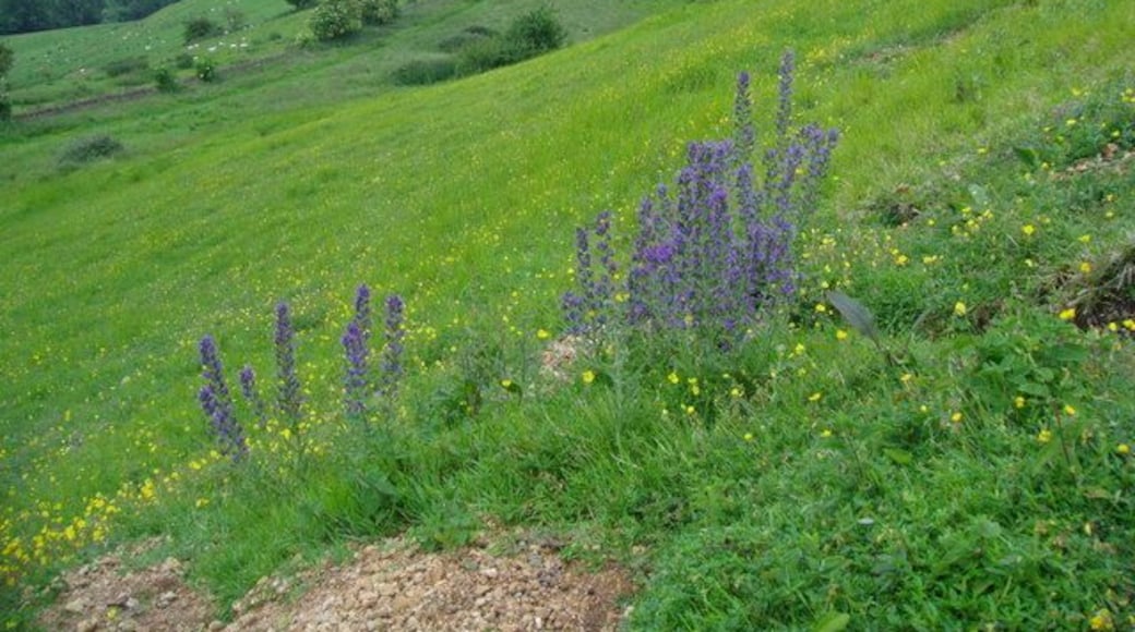 Viper's bugloss and rockrose on steep Cotswold grassland The soil on the slope is very thin and stony, and rabbit diggings are marked by stands of Viper's bugloss. The town in the middle distance is Stonehouse. The hill on the far horizon is Stinchcombe.
