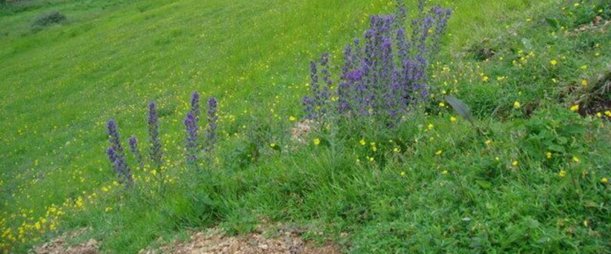 Viper's bugloss and rockrose on steep Cotswold grassland The soil on the slope is very thin and stony, and rabbit diggings are marked by stands of Viper's bugloss. The town in the middle distance is Stonehouse. The hill on the far horizon is Stinchcombe.