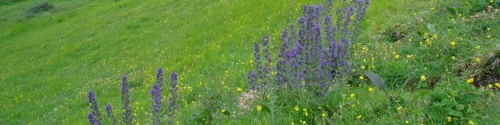 Viper's bugloss and rockrose on steep Cotswold grassland The soil on the slope is very thin and stony, and rabbit diggings are marked by stands of Viper's bugloss. The town in the middle distance is Stonehouse. The hill on the far horizon is Stinchcombe.