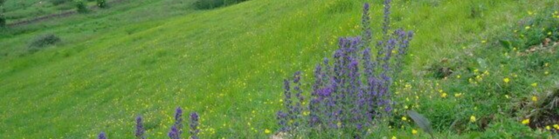 Viper's bugloss and rockrose on steep Cotswold grassland The soil on the slope is very thin and stony, and rabbit diggings are marked by stands of Viper's bugloss. The town in the middle distance is Stonehouse. The hill on the far horizon is Stinchcombe.
