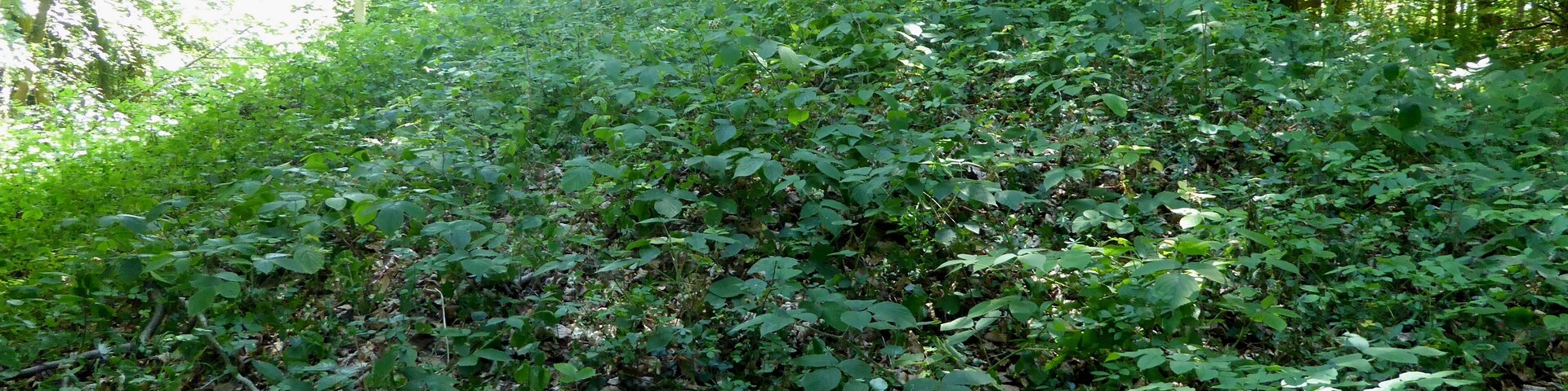 A dense forest with a variety of green foliage and trees.