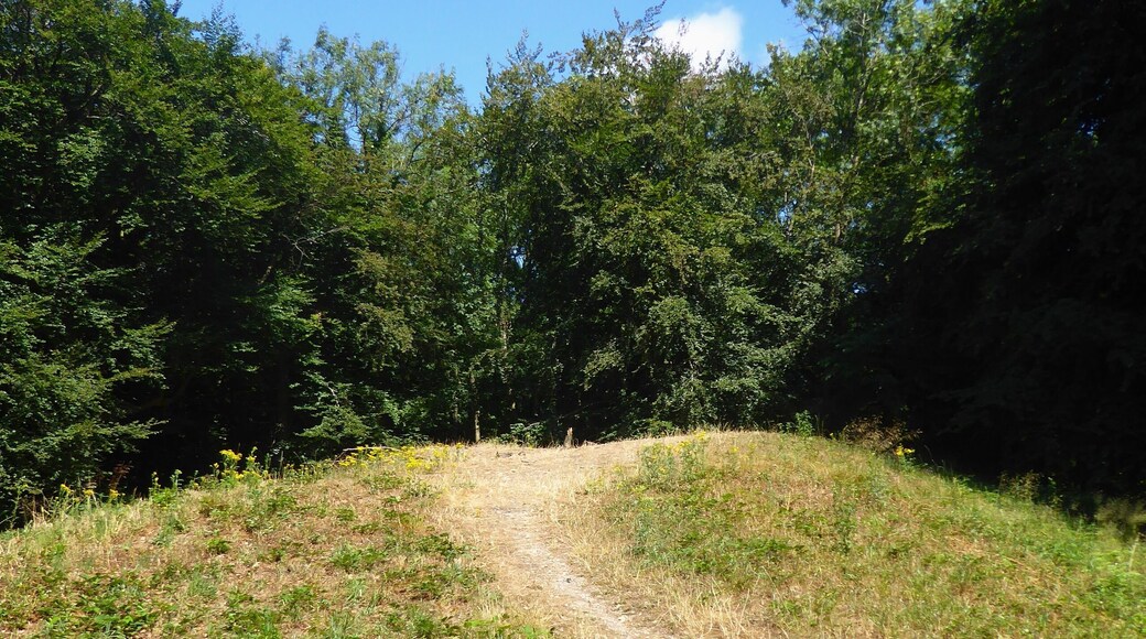 The top of Randwick Long Barrow in Standish Woods, Gloucestershire. This is a photo of listed building number 1002107.