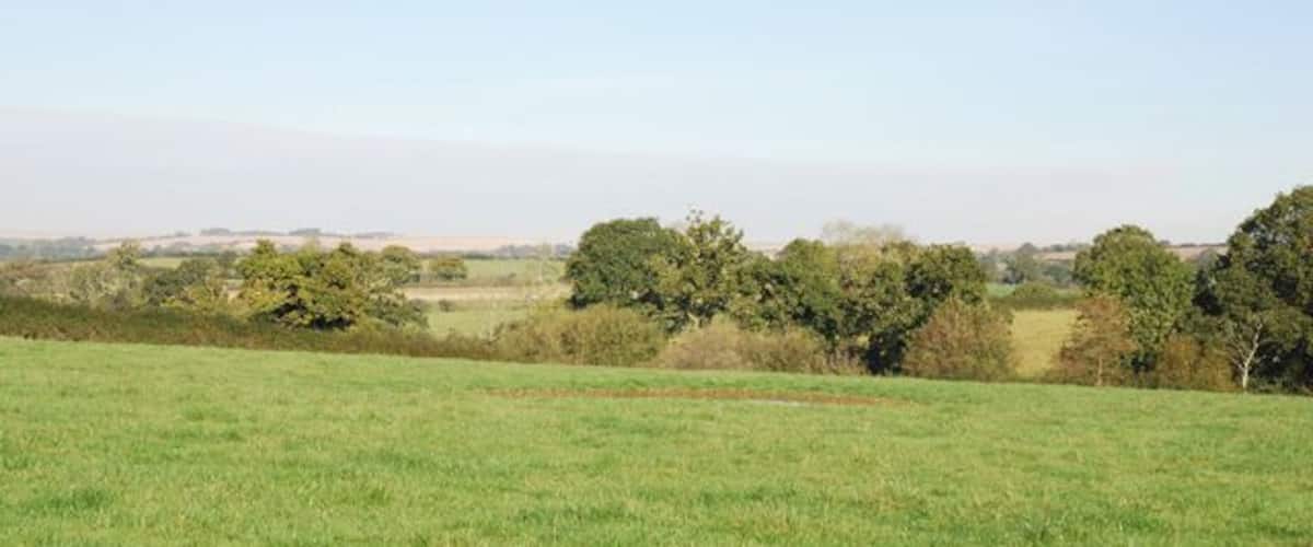 A grassy field with trees in the distance under a clear sky.