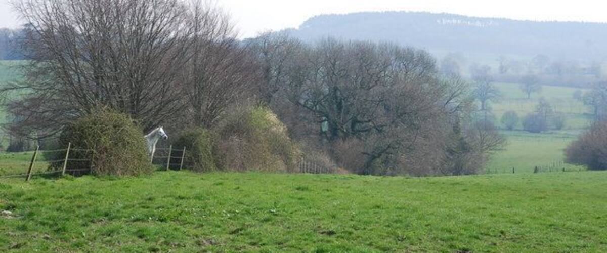 A rural landscape with a field, trees, and a distant hill.