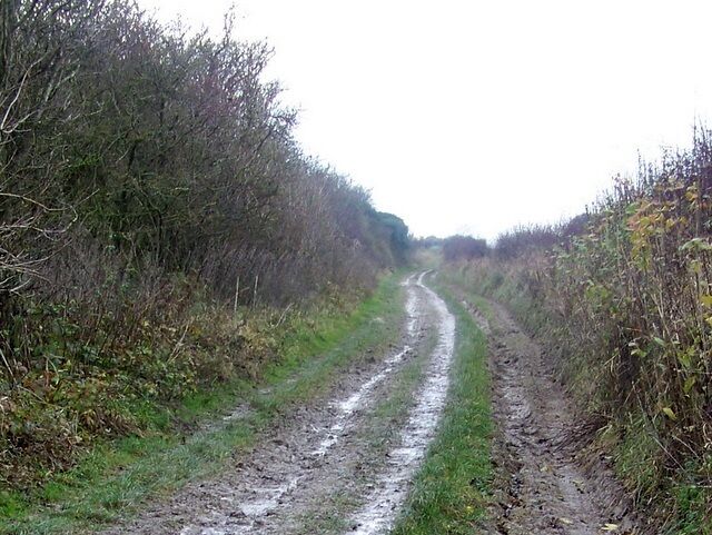 A muddy rural road flanked by dense shrubbery.