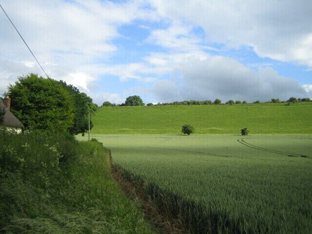 Wheat field, Sherrington This view looking south-east is of a wheat field alongside the C road that runs rounds the village of Sherrington. The steep hill is the eastern end of the chalk downland of Boyton Down, and the two slight mounds at the base of the hill either side of the larger tree are tumuli.